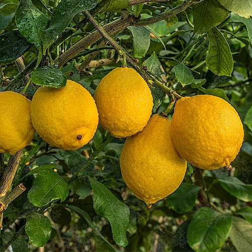 Semi limone harrisonia - 10,