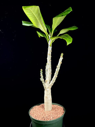 Pachypodium sofiense 10 semi - sofiense,